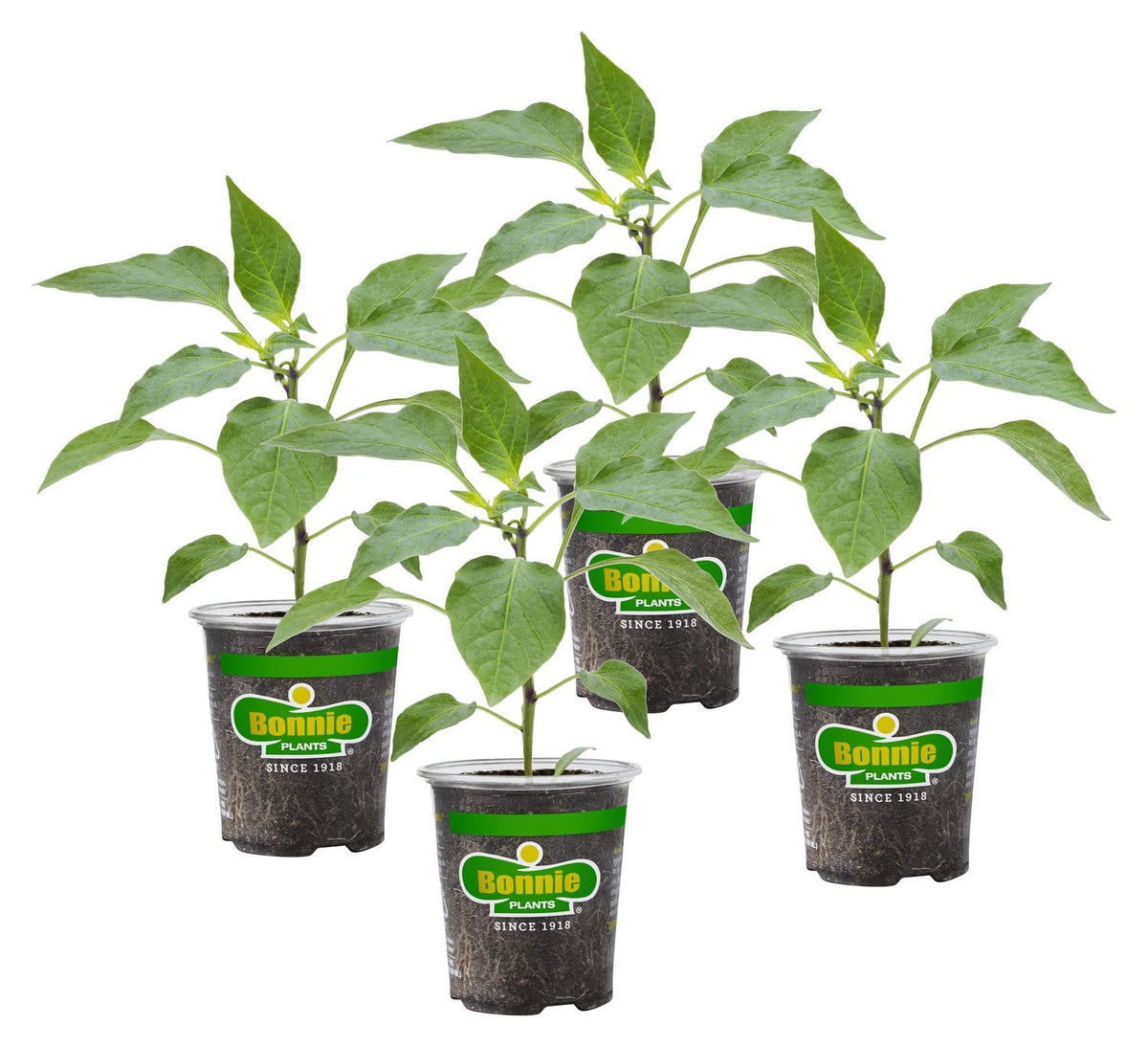 Bonnie Plants Orange Snacking Pepper fruit on stem, ideal for fresh snacking.