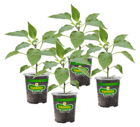 Bonnie Plants Orange Snacking Pepper fruit on stem, ideal for fresh snacking.