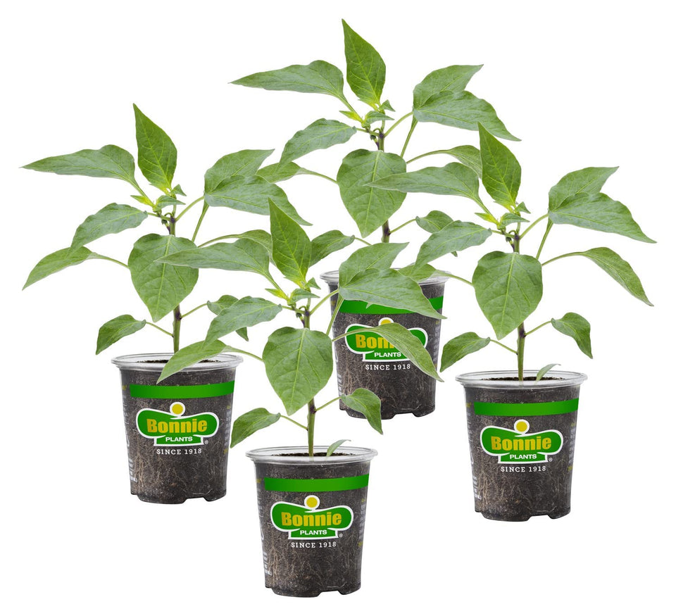 Bonnie Plants Orange Snacking Pepper fruit on stem, ideal for fresh snacking.
