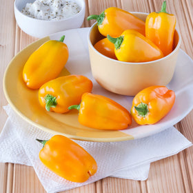 Bonnie Plants Orange Snacking Pepper plant with stake, strong yields in containers.