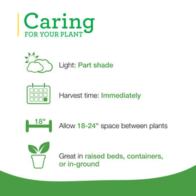 Container-friendly peppermint for small-space herb gardens.