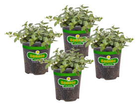 Bonnie Plants peppermint leaves close-up with bright mint aroma for fresh use.