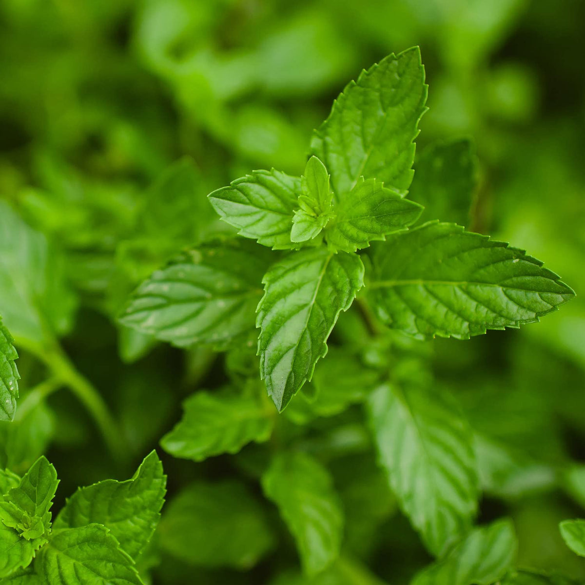 Bonnie Plants peppermint in a container, ideal for compact gardening.