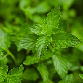 Bonnie Plants peppermint in a container, ideal for compact gardening.