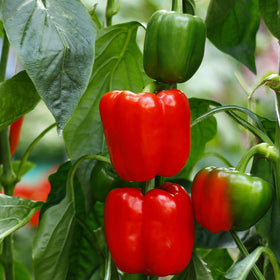 Bonnie Plants peppers on stem showing abundant fruit for slicing or stuffing.