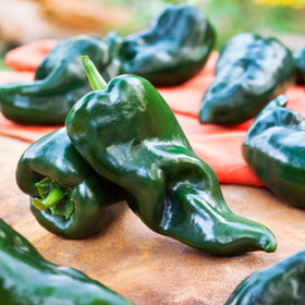 Bonnie Plants Poblano-Ancho peppers on a young plant show healthy growth.
