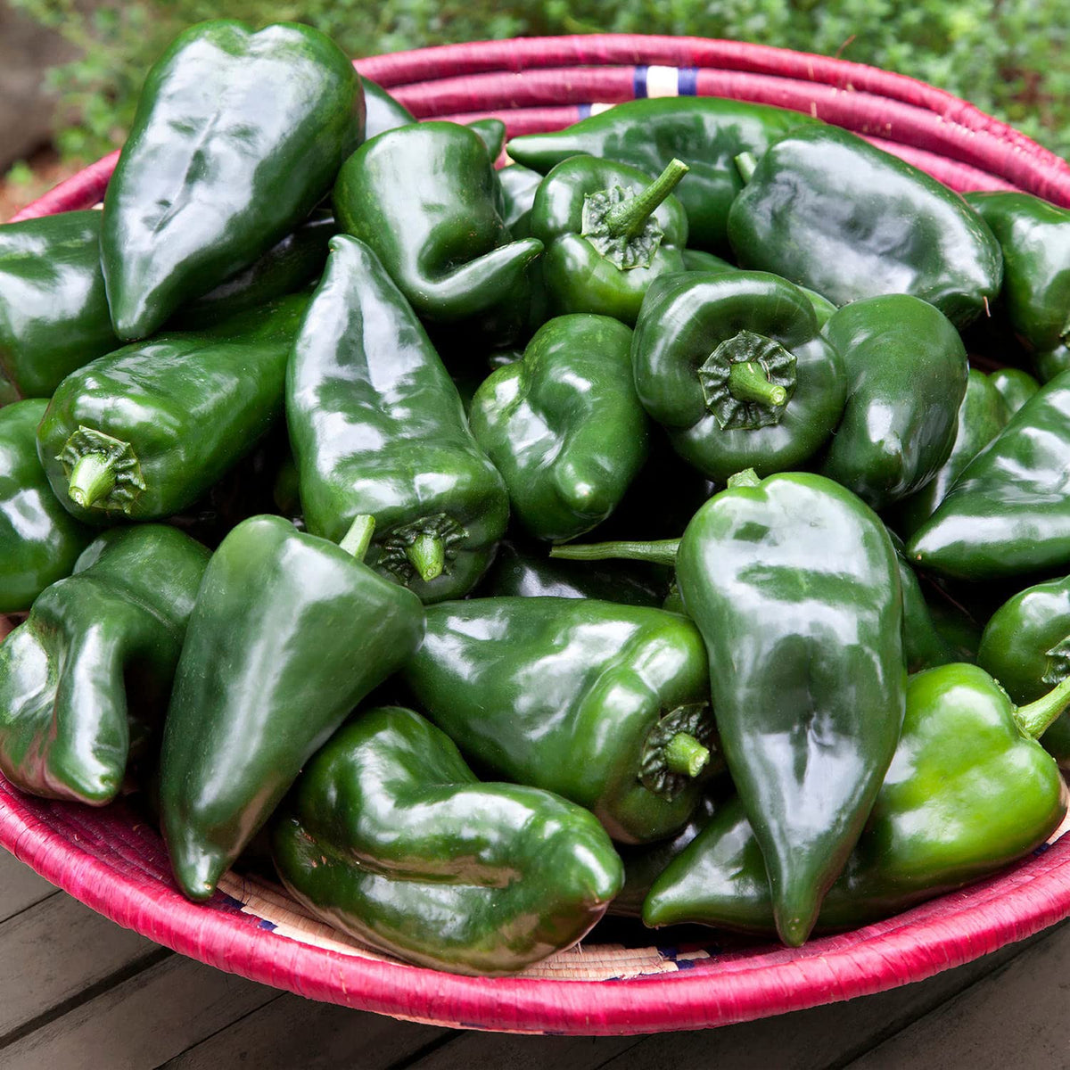 Bonnie Plants Poblano-Ancho peppers green on the plant, ideal for stuffing.