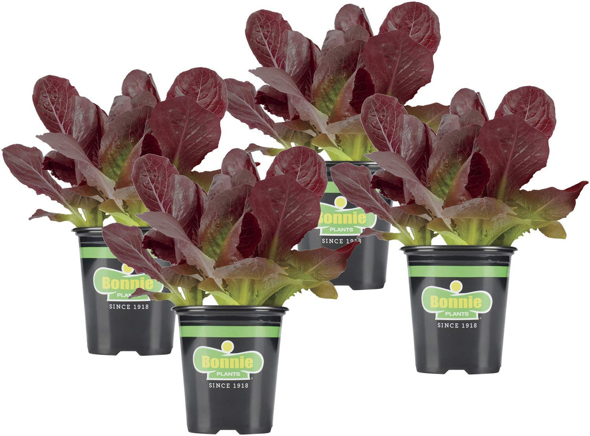 Bonnie Plants Red Lettuce leaves close-up showing green-to-red color transition for fresh salads