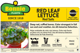 Bonnie Plants Red Sails Lettuce on a salad bowl ready for crisp sandwiches