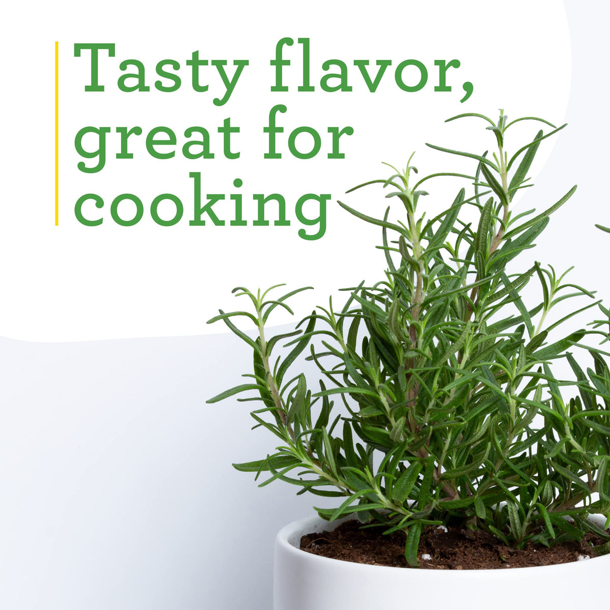 Bonnie Plants Rosemary used as a border plant for an herb garden edge.