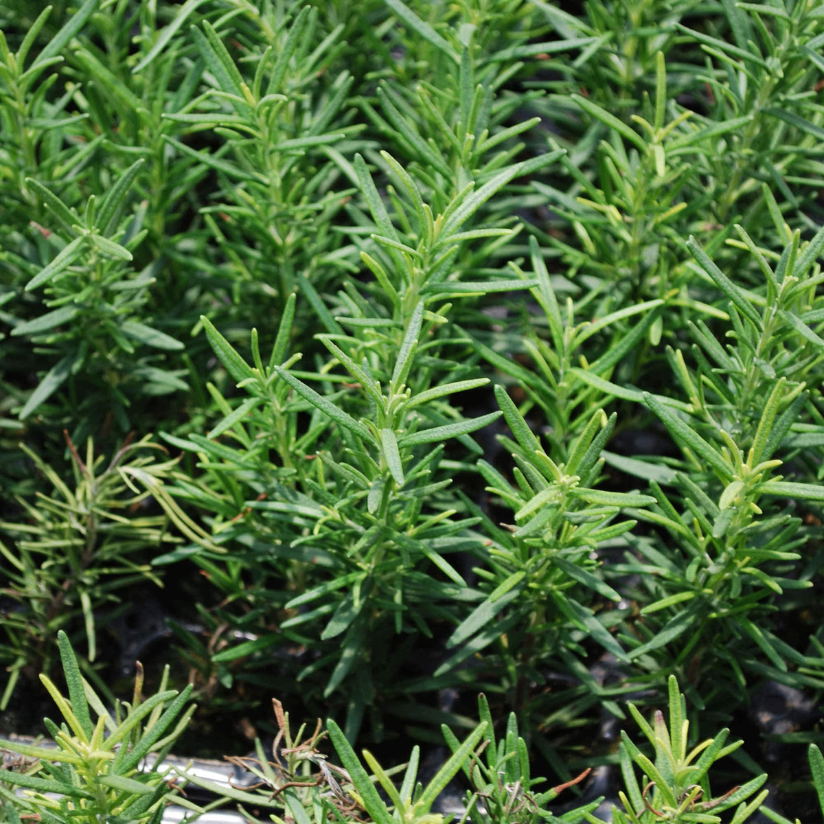 Bonnie Plants Rosemary in a container garden on a sunny patio.