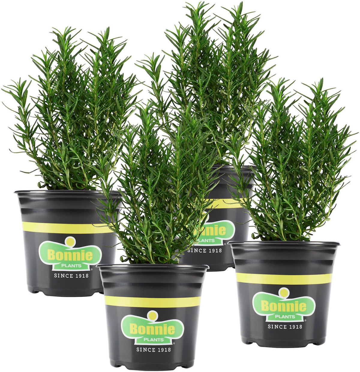 Bonnie Plants Rosemary live herb plant with vibrant leaves and blue blooms for herb gardens.