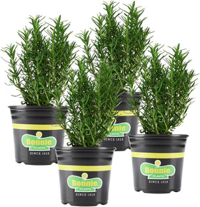 Bonnie Plants Rosemary live herb plant with vibrant leaves and blue blooms for herb gardens.
