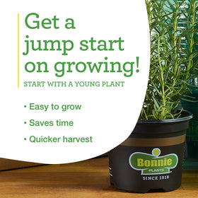 Bonnie Plants Rosemary responds to pruning with tender new growth.