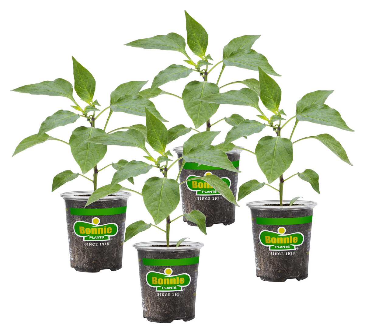 Bonnie Plants Snacking Red Pepper plant ready for home gardening