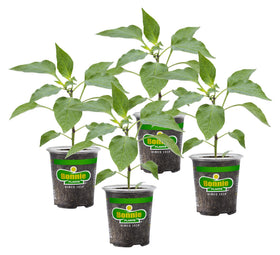 Bonnie Plants Snacking Red Pepper plant ready for home gardening