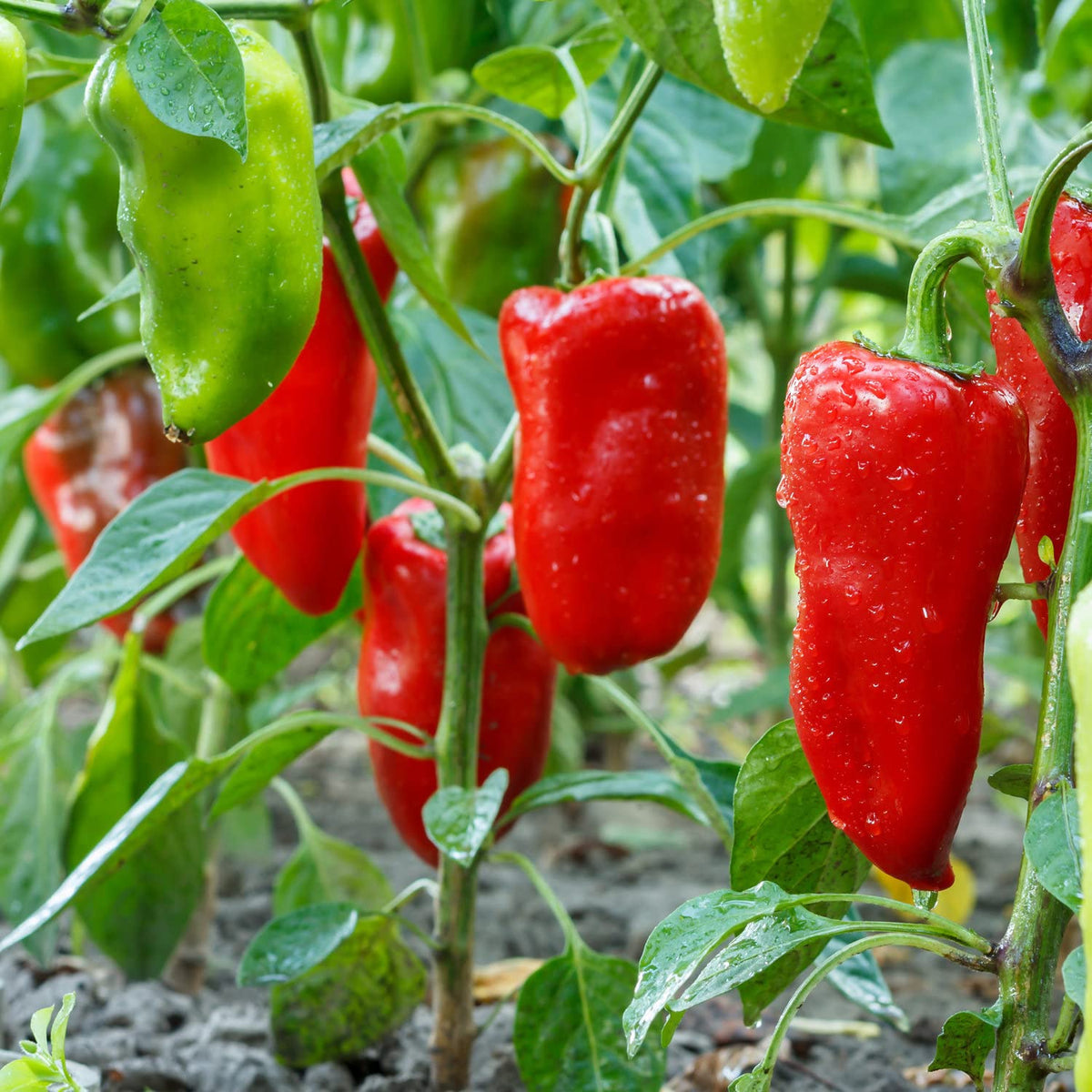 Bonnie Plants Snacking Red Pepper yellow fruit ripening on the plant