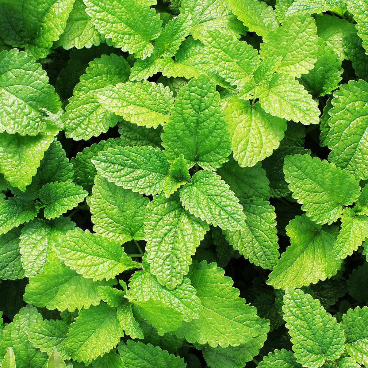 Spearmint leaf closeup fragrance from Bonnie Plants for beverages.