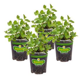Bonnie Plants Spearmint live plant four-pack ready for indoor herb gardens.