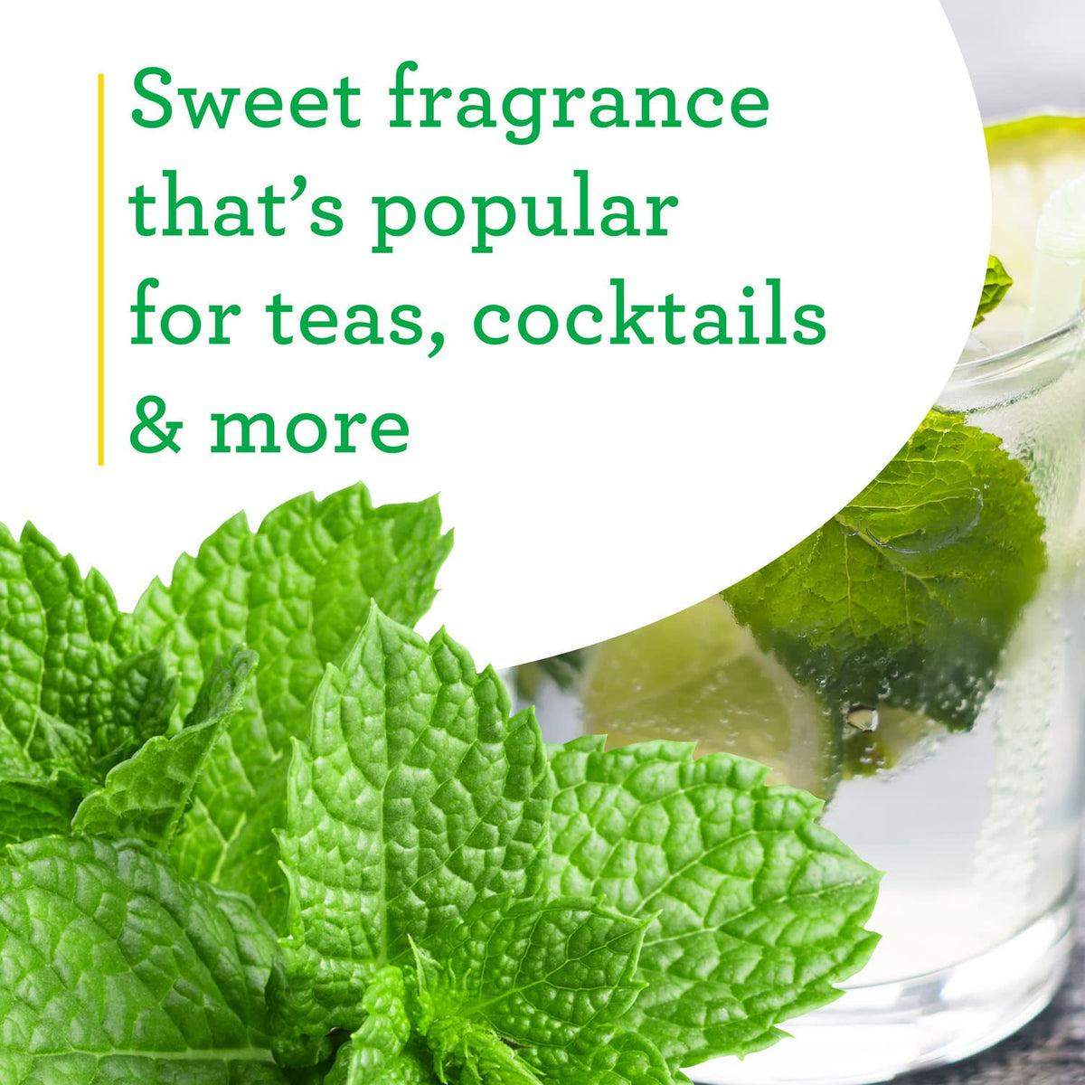 Spearmint potted indoors by Bonnie Plants for kitchen freshness.