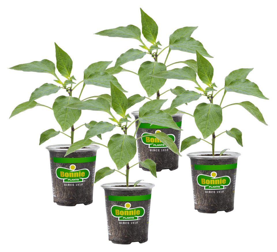 Bonnie Plants Sweet Banana Pepper 4-Pack live plants ready for easy home gardening