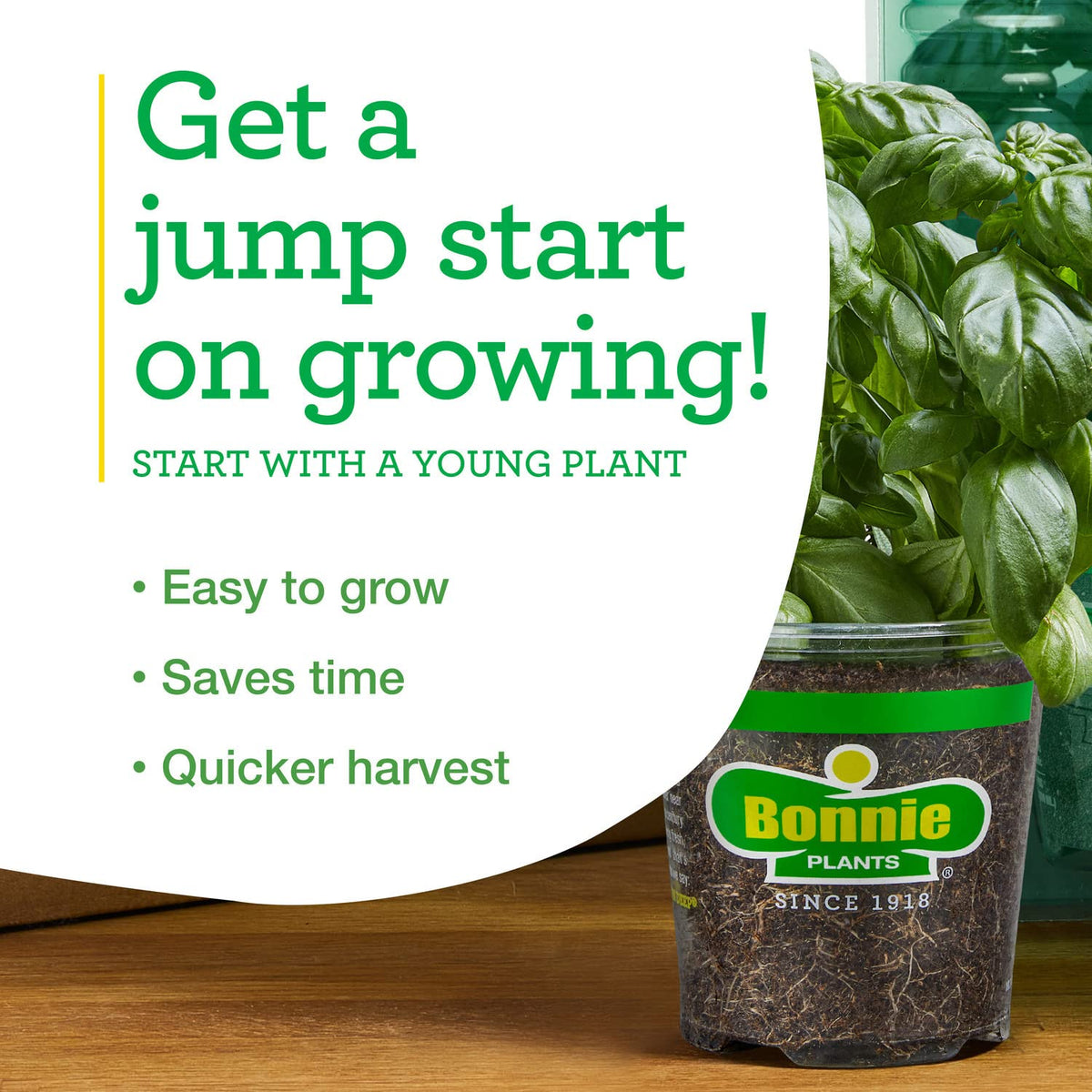 Bonnie Plants Sweet Banana Pepper harvest-ready peppers visible on plant