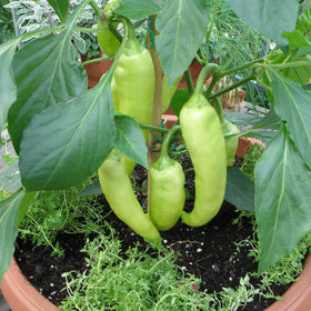 Bonnie Plants Sweet Banana Pepper orange fruit on plant, ideal for frying