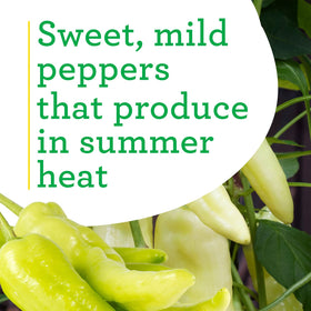 Bonnie Plants Sweet Banana Pepper red ripe peppers ready to pickle