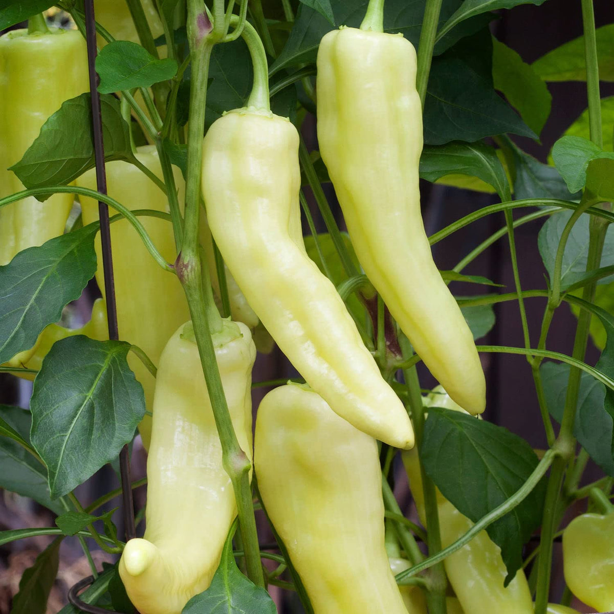 Bonnie Plants Sweet Banana Pepper yellow fruit close-up showing ripe color