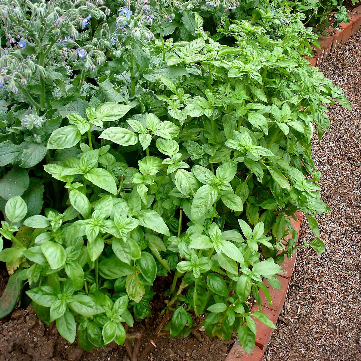 Bonnie Plants Sweet Basil 4-pack packaging display