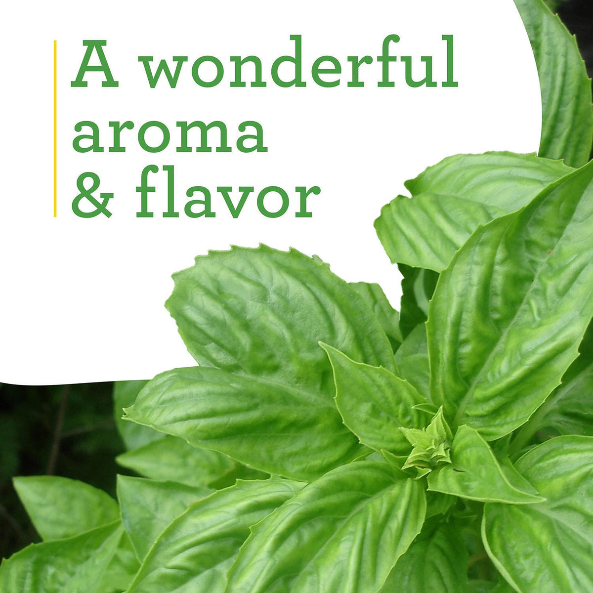 Bonnie Plants Sweet Basil container garden thriving in pots
