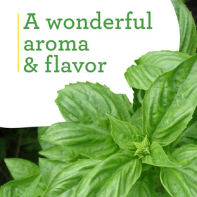 Bonnie Plants Sweet Basil container garden thriving in pots