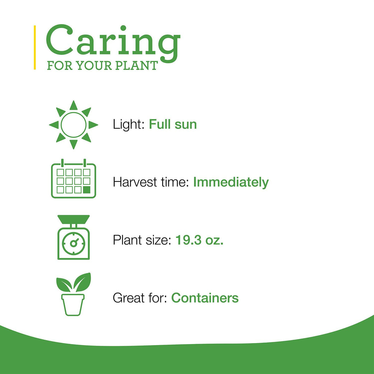 Bonnie Plants Sweet Basil full sun growth for better yields
