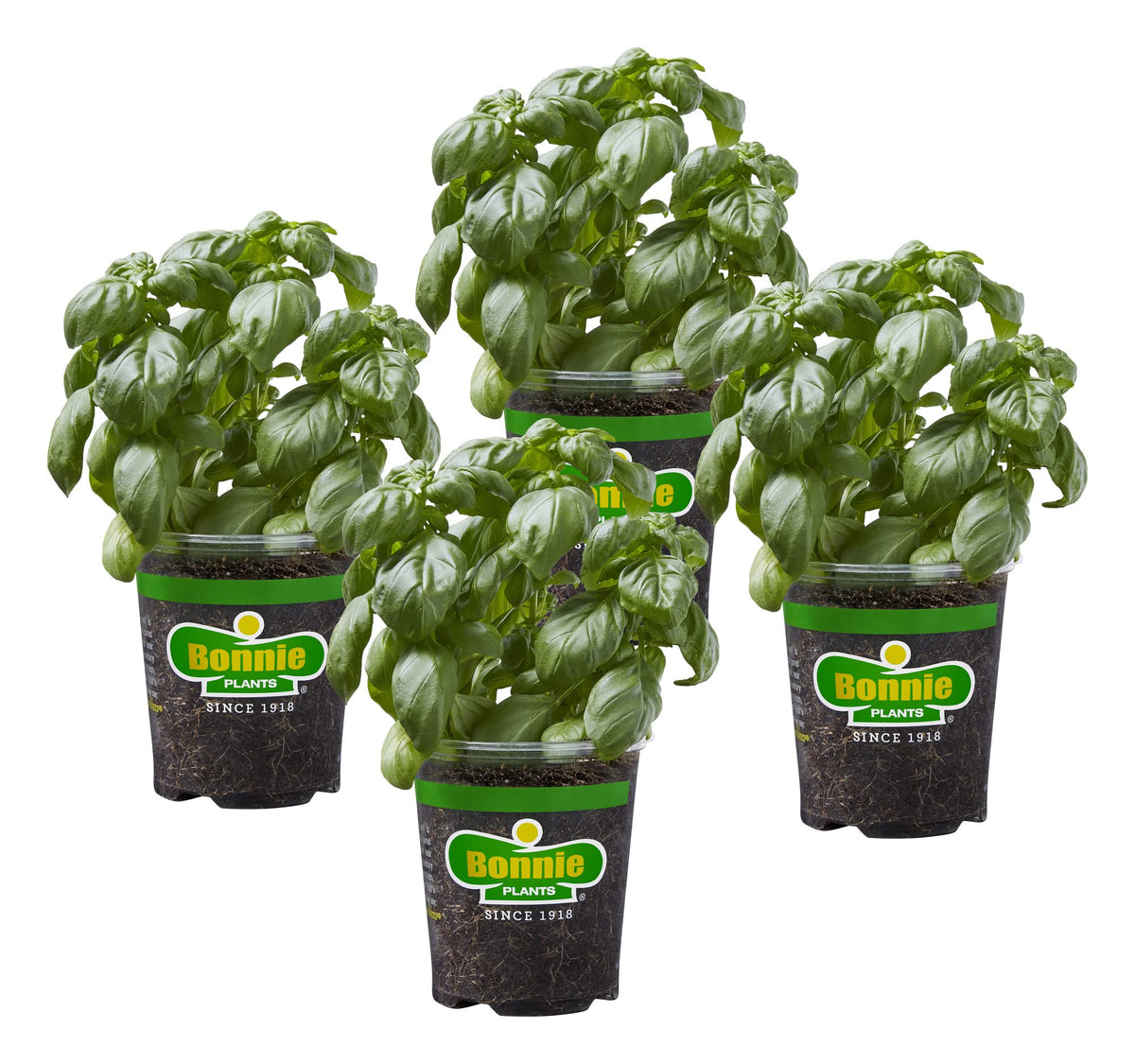 Bonnie Plants Sweet Basil live 4-pack overhead for quick kitchen use