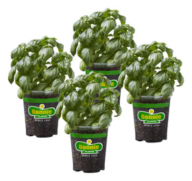 Bonnie Plants Sweet Basil live 4-pack overhead for quick kitchen use