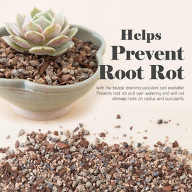 Bonsai Jack fast-draining soil texture supports healthy root growth