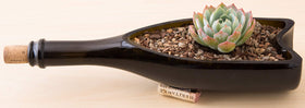 Bonsai Jack USA-made potting soil ready to use for cacti and succulents