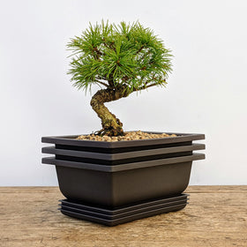 Bonsai Outlet built-in mesh tray keeps soil contained during watering.