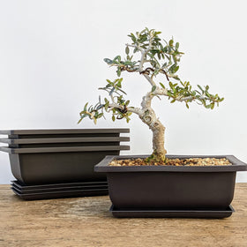 Bonsai Outlet color-retaining pots stay true through weather conditions.