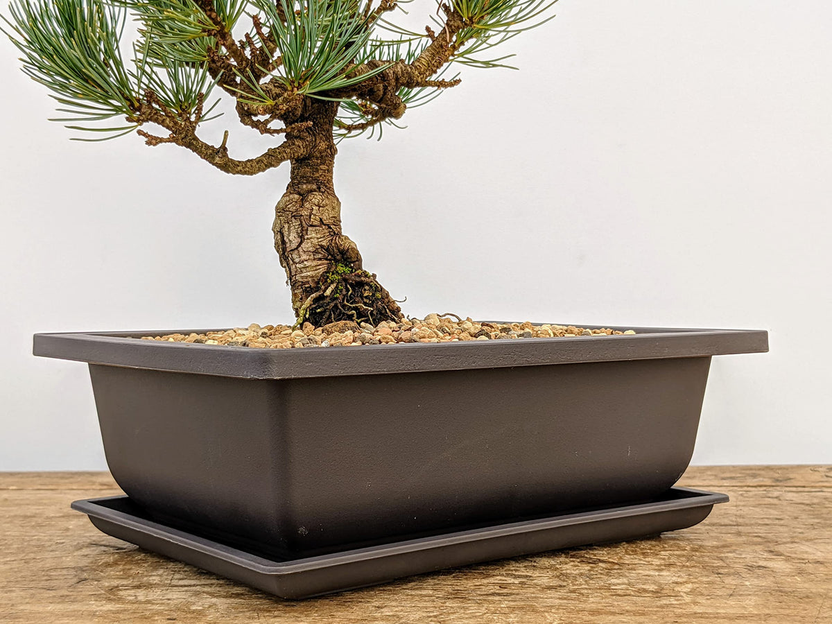Bonsai Outlet color-retentive pot resists fading in sun and rain.