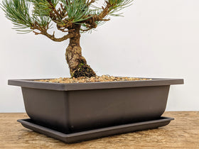 Bonsai Outlet color-retentive pot resists fading in sun and rain.