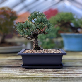 Bonsai Outlet suitable for indoor or outdoor bonsai training.