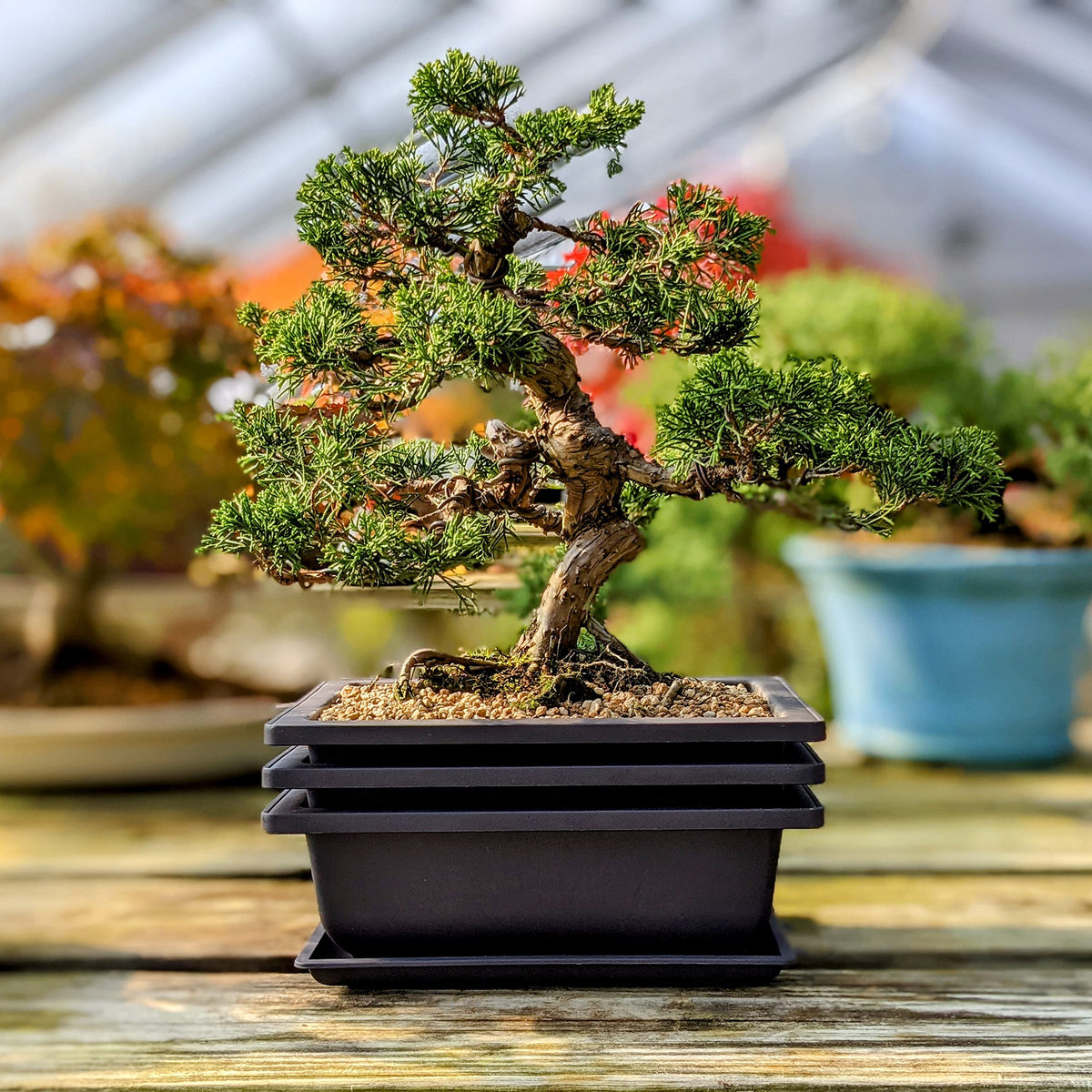 Bonsai Outlet poly-resin pot emphasizes durable construction for outdoor use.