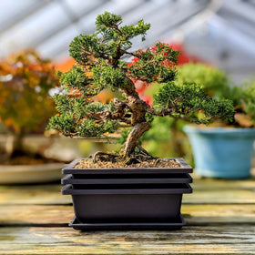 Bonsai Outlet poly-resin pot emphasizes durable construction for outdoor use.
