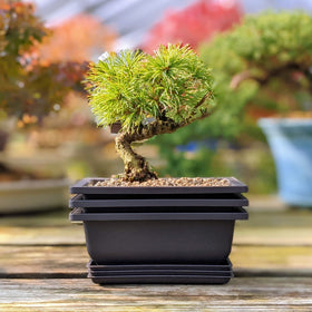 Bonsai Outlet poly-resin pot resists cracking in extreme temperatures.