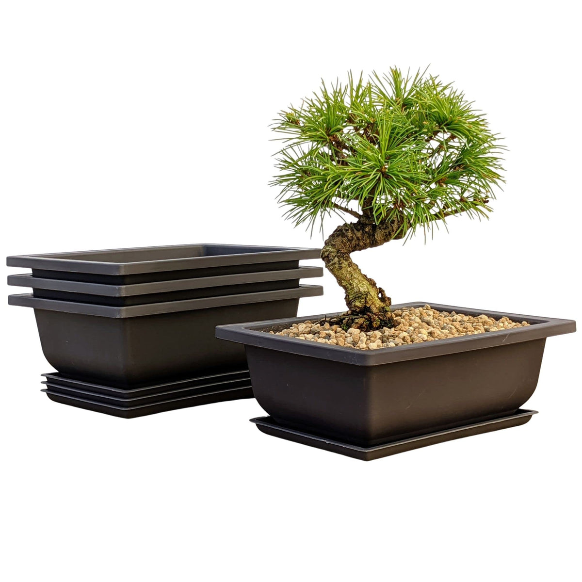 Bonsai Outlet 6-inch deep brown pot with tray for indoor or outdoor use.