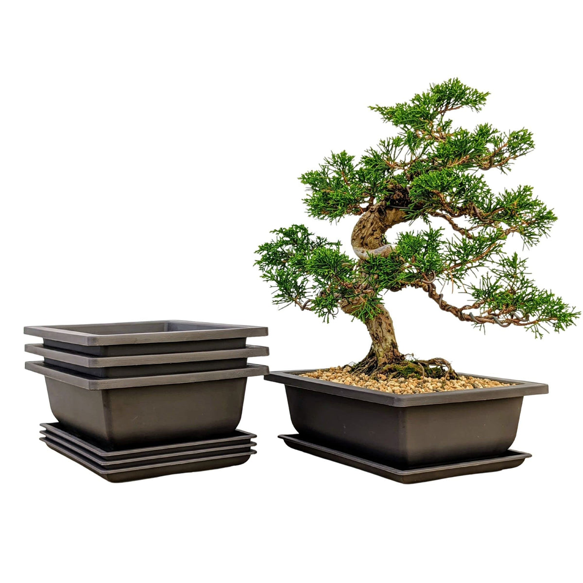 Bonsai Outlet 8-inch brown training pot with mesh for controlled soil retention.