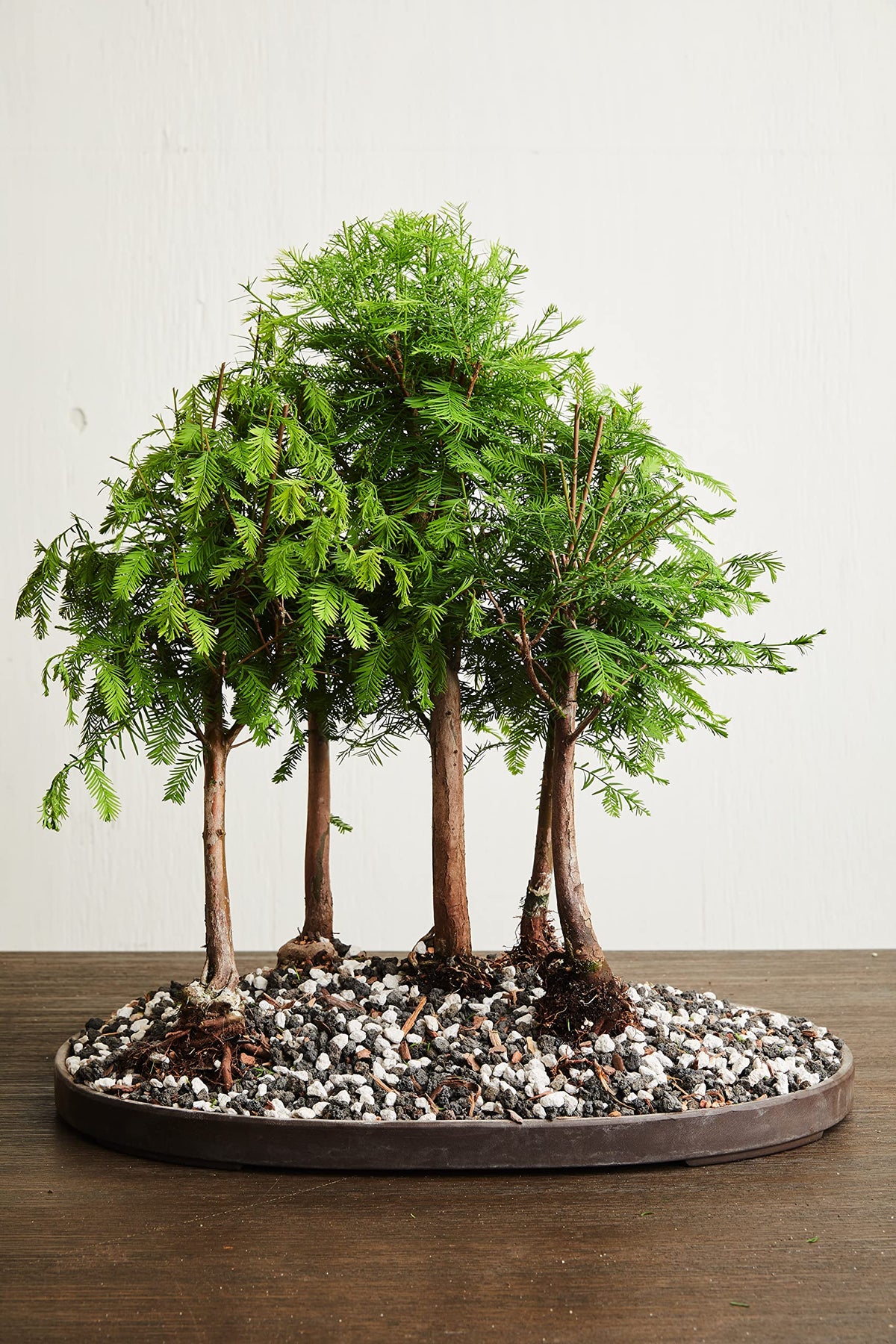 The Bonsai Supply resilient bonsai in pot demonstrates vigor after feeding.