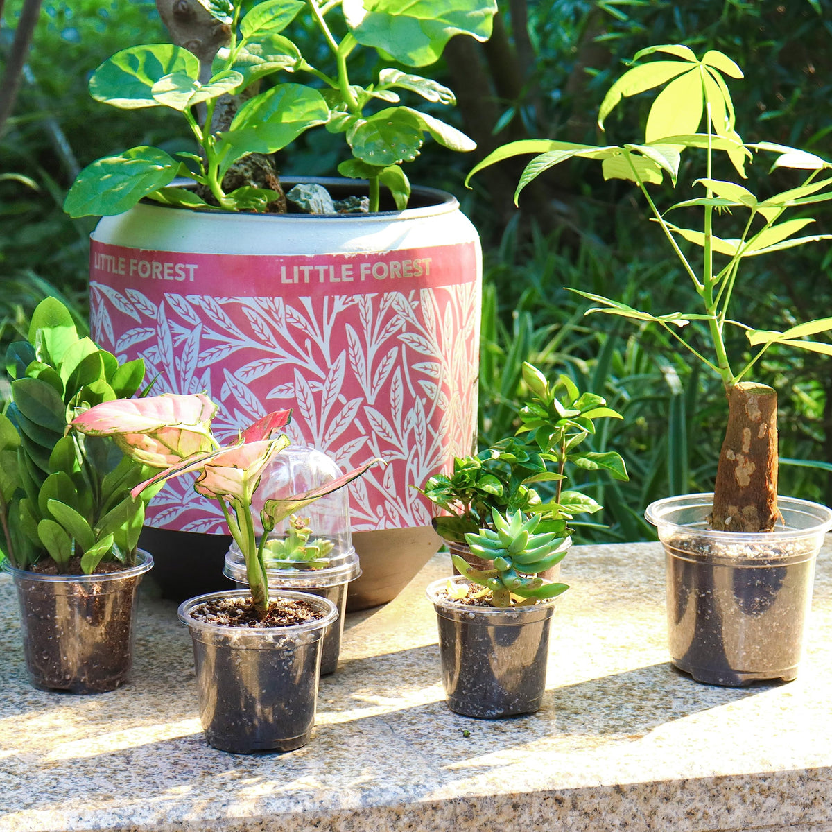 Bonviee clear pots simplify monitoring growth and planning.
