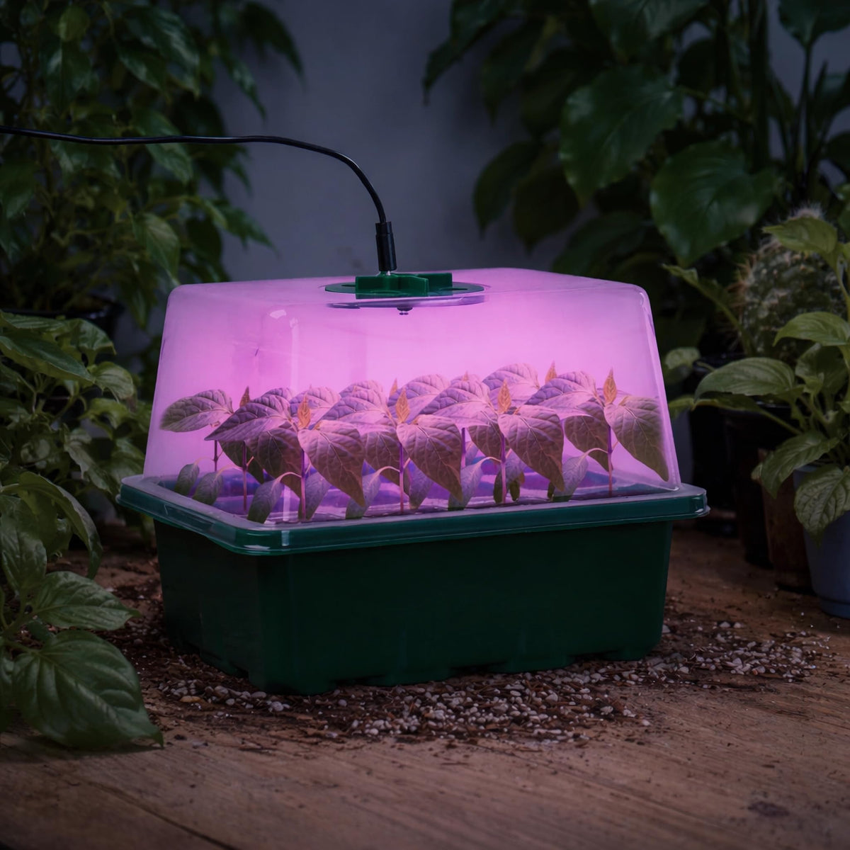 Bonviee indoor garden setup ready for at home seed starting